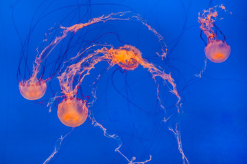 jelly fish in the blue ocean