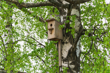 Birdhouse nest of starlings on a tree birch