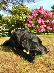 black labrador retriever