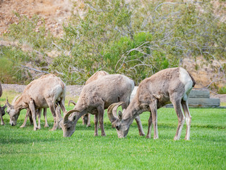 Close up shot of many Bighorn sheep eating grass in Hemenway Park