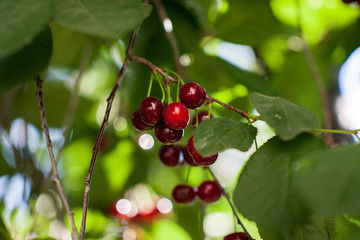 Red yummy cherry on the tree. Close up.