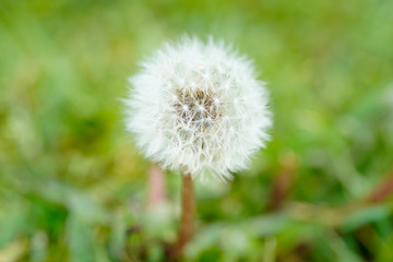 Close up of a full dandelion flower. White seed head.