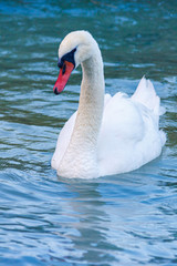 Naklejka premium Elegant swan with pure white feathers on blue water of a lake.