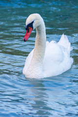 Elegant swan with pure white feathers on blue water of a lake.