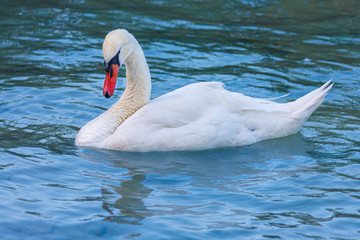 An elegant swan looks at its reflection in the blue water of the lake.