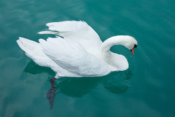 Top view of a snow-white swan swimming on the emerald blue water of the lake.