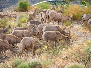 Close up shot of many Bighorn sheep eating grass in Hemenway Park
