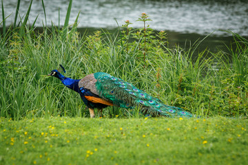 Naklejka premium A multi-colored peacock stands in a meadow on the shore of a pond.