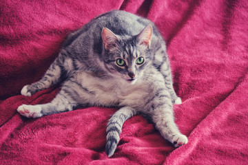 Funny cat sitting in a strange position on the red bed. Cat similar to a sitting person, close-up