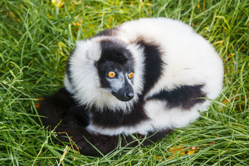 Black and white lemur with yellow eyes on the grass.