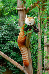 A red panda with a fluffy tail sits on a bamboo bar and eats a bamboo branch.