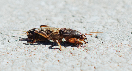 closeup of a mole cricket, lateral view