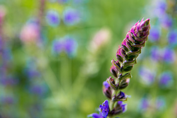 Obraz na płótnie Canvas sage flower close-up with blurred background, sage blooming macro
