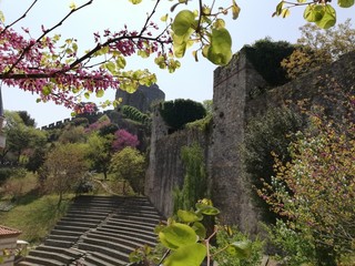 Trees in the garden fortress Rumelihisar