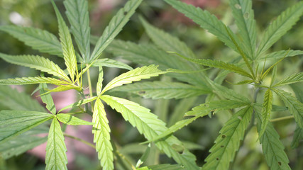 The man's hand is holding Mature Marijuana Plant with Bud and Leaves. Texture of Marijuana Plants at Outdoor Cannabis Farm. Cannabis Plants Growing Indoor with Big Marijuana Buds of Thailand.