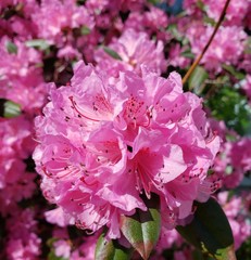 pink hydrangea flowers