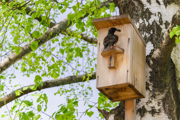 Starling near a birdhouse on a birch tree