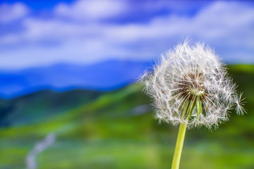 beautiful dandelion flower on a colored background