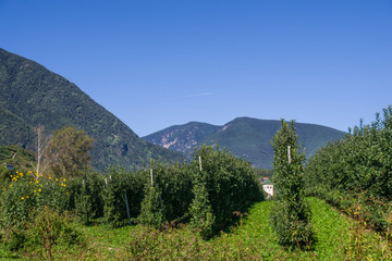 Fototapeta premium splendid vineyards of the abbey of novacella with ancient alpine monastery, producer of delicious wines