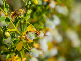 Close up shot of the Larrea tridentata blossom