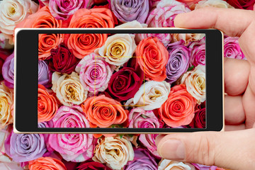 Beautiful pink roses on smartphone screen. Floral abstract background for wedding and engagement.