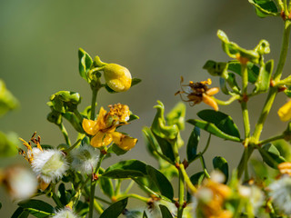 Close up shot of the Larrea tridentata blossom