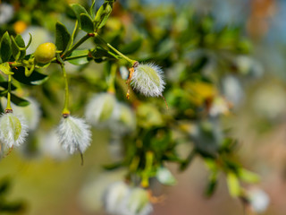Obraz premium Close up shot of the Larrea tridentata blossom