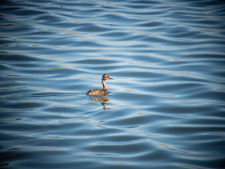 Close up shot of a Black-necked grebe swimming in a pond