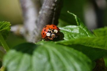 macro detail of ladybird on the green leaf