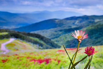 flowers against the backdrop of blurred mountains, beautiful landscape