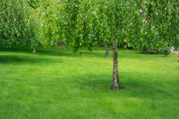 small birch tree in the garden