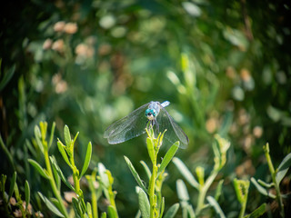 Close up of Blue dasher