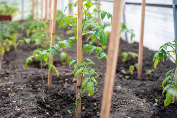 the little seedling tomatoes in the greenhouse