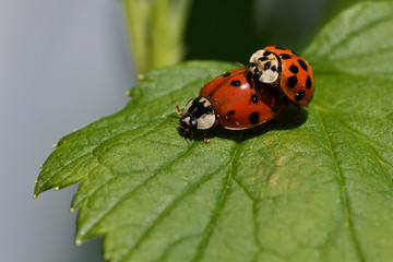 Macro photo of ladybugs during mating on a green leaf in spring