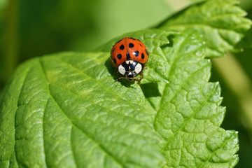
macro detail of ladybird on the green stalk of grass

