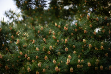 Countless of Small Pine Cones on a tree