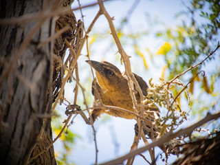 Close up of a Great-tailed grackle
