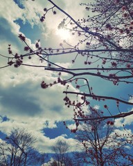 cherry blossom in spring