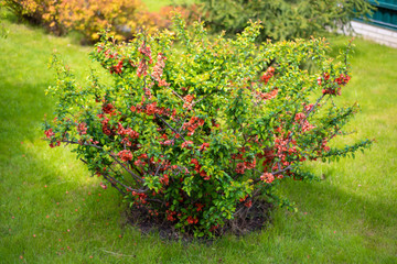 Japanese quince bush