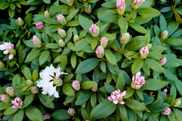 Obraz na płótnie Canvas Flowering shrub of soft pink rhododendron. Flourish background of the rhododendron plant. 