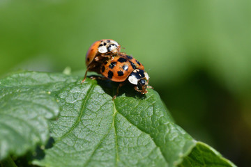 Ladybugs during mating on a green leaf in spring