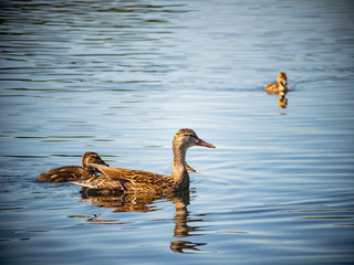 Close up of duck and its child
