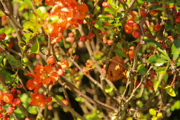 Vivid orange blooms of flowering quince chaenomeles shrub.