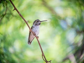 Close up of a hummingbird sitting on a brunch
