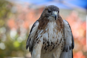 Hawk resting nature animals birds