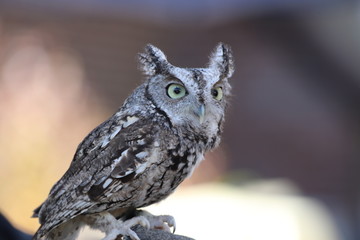 Screetch Own in nature Bird