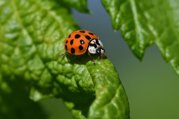 
macro detail of ladybird on the green stalk of grass
