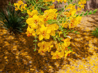 Sunny view of Parkinsonia florida blossom