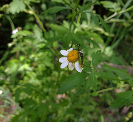 Green beetles drink nectar from Matricaria