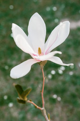 Magnolia pink white blossom tree flowers, close up branch, outdoor. Sunny day, blue sky. Motives of a spring or summer day in the city park or garden. Bright colorful flowers. 